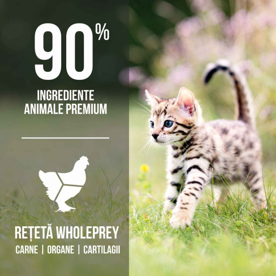 ORIJEN Kitten – hrană uscată fără cereale pentru pui de pisică, 1,8 kg